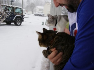 catssnow