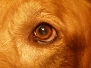 365 piper eye