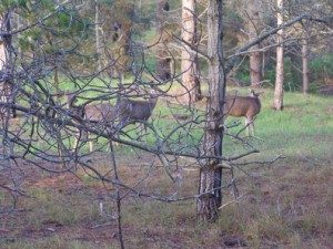 deer1