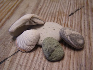 morrobayshells