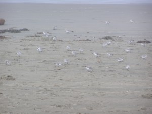 sandpipers